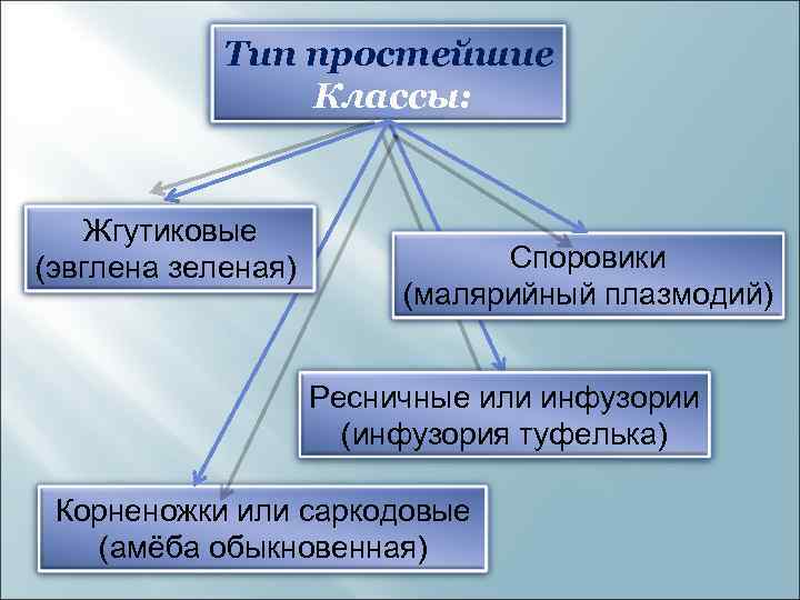 Тип простейшие Классы: Жгутиковые (эвглена зеленая) Споровики (малярийный плазмодий) Ресничные или инфузории (инфузория туфелька)