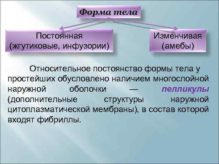 Форма тела Постоянная (жгутиковые, инфузории) Изменчивая (амебы) Относительное постоянство формы тела у простейших обусловлено