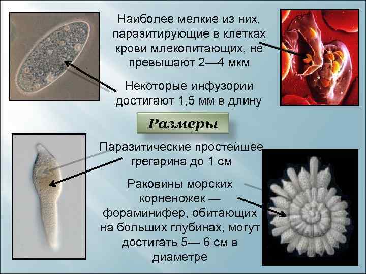 Болезни простейших организмов