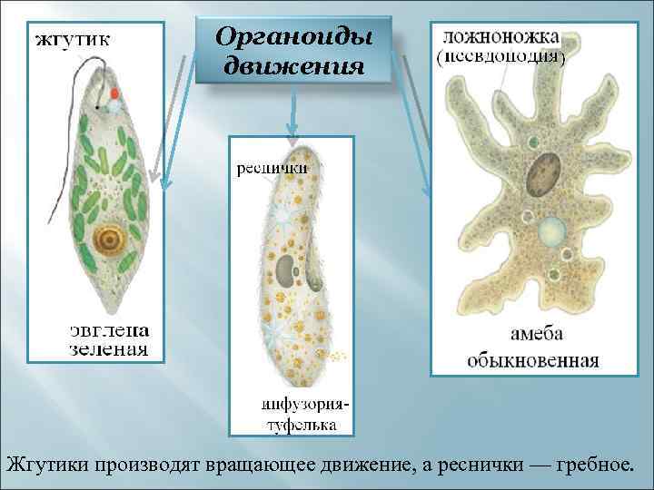 Гетеротрофные протисты