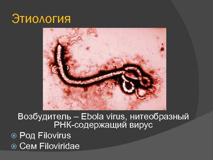 Этиология Возбудитель – Ebola virus, нитеобразный РНК-содержащий вирус Род Filovirus Сем Filoviridae 