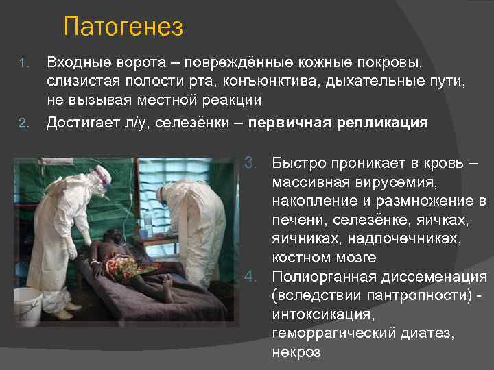 Патогенез 1. 2. Входные ворота – повреждённые кожные покровы, слизистая полости рта, конъюнктива, дыхательные