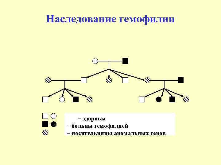 Наследование гемофилии – здоровы – больны гемофилией – носительницы аномальных генов 