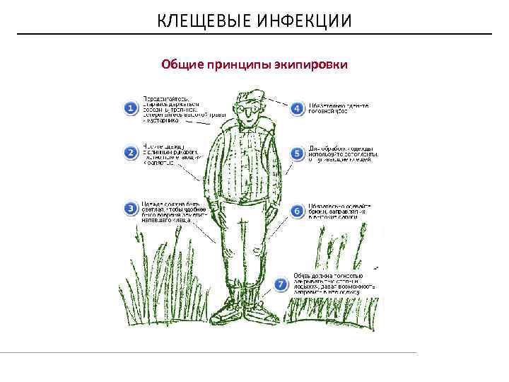 КЛЕЩЕВЫЕ ИНФЕКЦИИ Общие принципы экипировки 