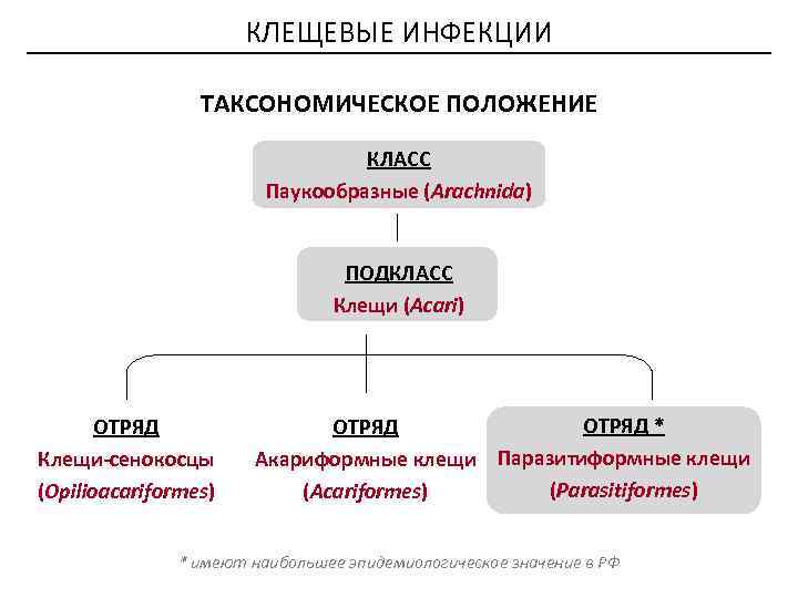 КЛЕЩЕВЫЕ ИНФЕКЦИИ ТАКСОНОМИЧЕСКОЕ ПОЛОЖЕНИЕ КЛАСС Паукообразные (Arachnida) ПОДКЛАСС Клещи (Acari) ОТРЯД Клещи-сенокосцы (Opilioacariformes) ОТРЯД