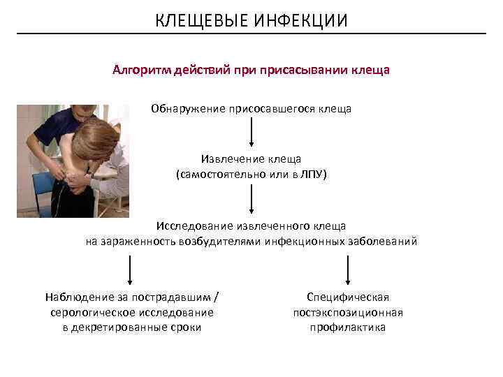 КЛЕЩЕВЫЕ ИНФЕКЦИИ Алгоритм действий присасывании клеща Обнаружение присосавшегося клеща Извлечение клеща (самостоятельно или в