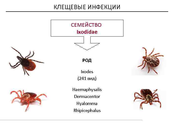 КЛЕЩЕВЫЕ ИНФЕКЦИИ СЕМЕЙСТВО Ixodidae РОД Ixodes (241 вид) Haemaphysalis Dermacentor Hyalomma Rhipicephalus 