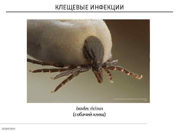 КЛЕЩЕВЫЕ ИНФЕКЦИИ Ixodes ricinus (собачий клещ) Richard Bartz 