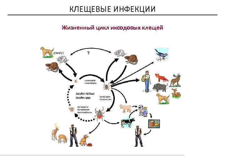 Жизненный цикл собачьего клеща схема