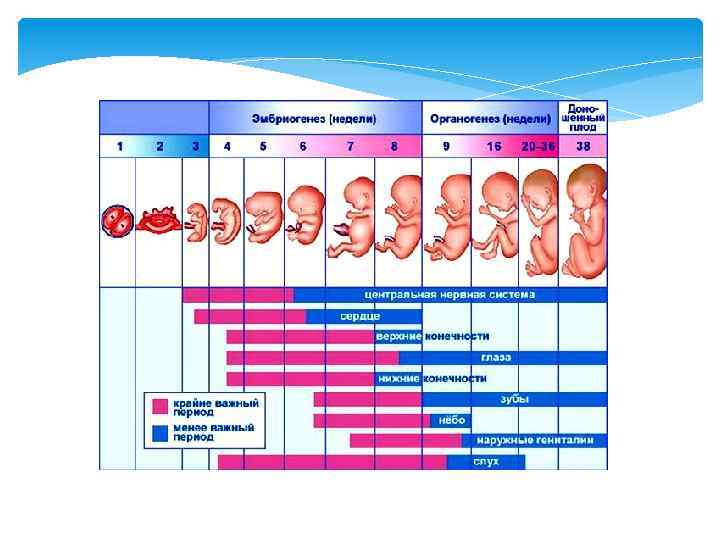Критические периоды развития плода презентация