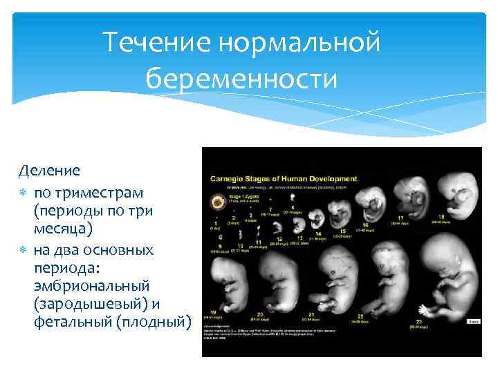 Течение нормальной беременности Деление по триместрам (периоды по три месяца) на два основных периода: