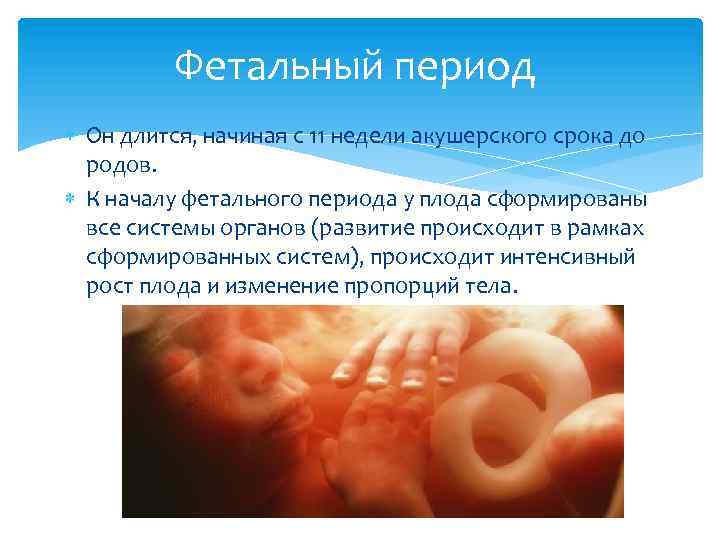 Внутриутробное развитие плода презентация