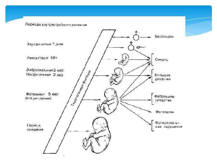 Внутриутробное развитие схема - 83 фото
