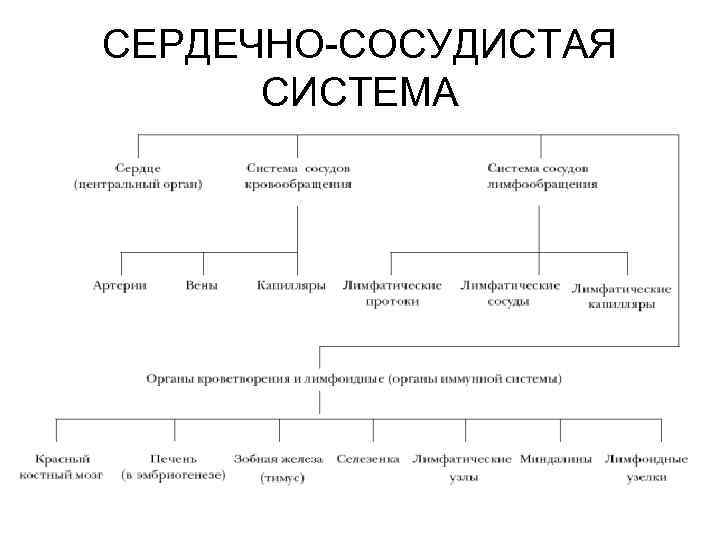 Схема сердечно сосудистой системы человека