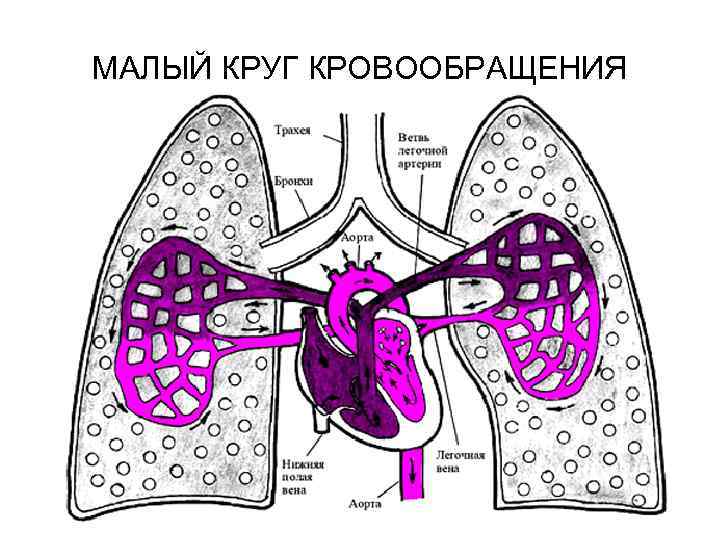 МАЛЫЙ КРУГ КРОВООБРАЩЕНИЯ 