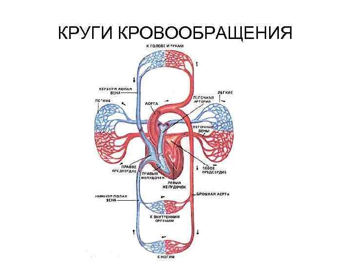 КРУГИ КРОВООБРАЩЕНИЯ 