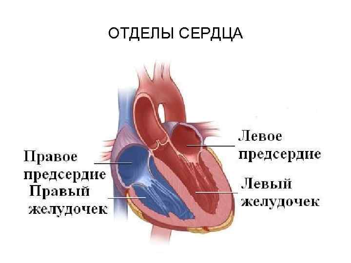 ОТДЕЛЫ СЕРДЦА 