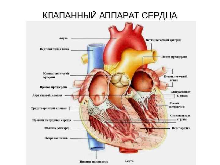 КЛАПАННЫЙ АППАРАТ СЕРДЦА 