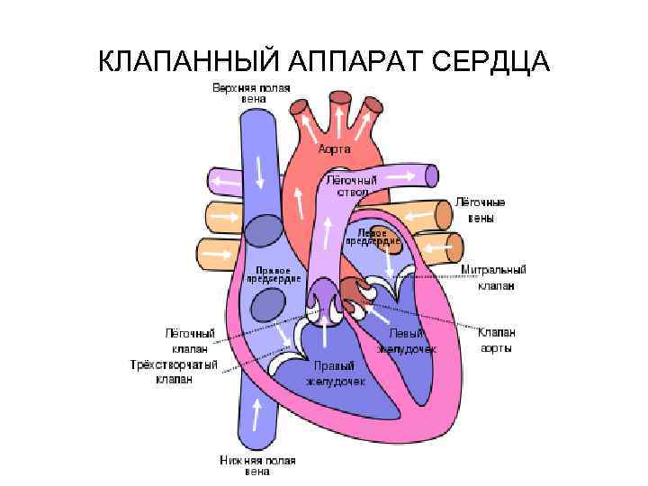 КЛАПАННЫЙ АППАРАТ СЕРДЦА 