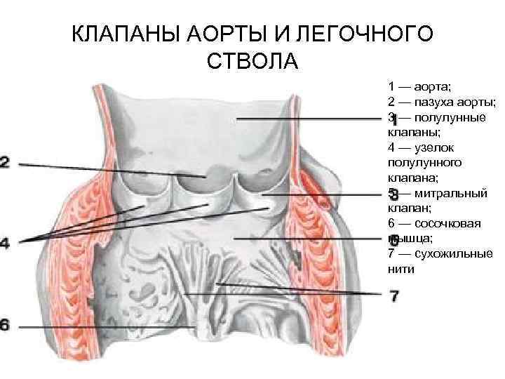 КЛАПАНЫ АОРТЫ И ЛЕГОЧНОГО СТВОЛА 1 — аорта; 2 — пазуха аорты; 3 —