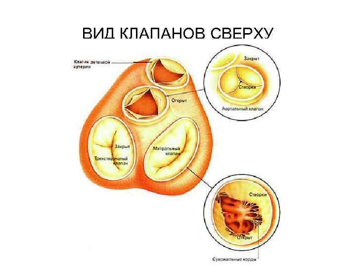 ВИД КЛАПАНОВ СВЕРХУ 