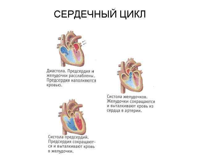 СЕРДЕЧНЫЙ ЦИКЛ 