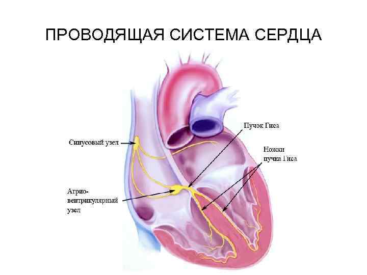 ПРОВОДЯЩАЯ СИСТЕМА СЕРДЦА 