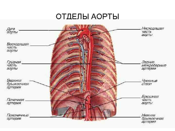 ОТДЕЛЫ АОРТЫ 