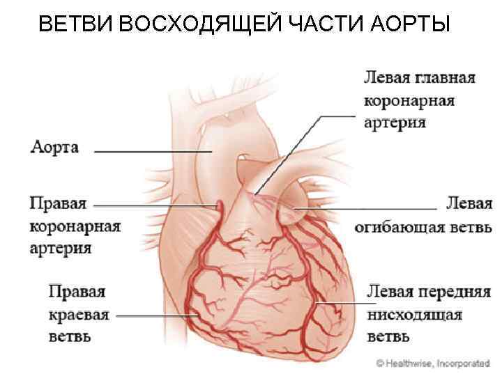 ВЕТВИ ВОСХОДЯЩЕЙ ЧАСТИ АОРТЫ 