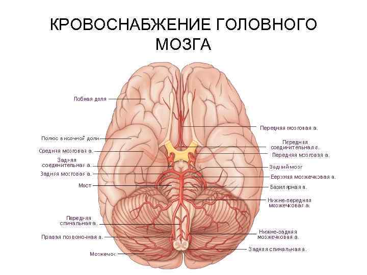 КРОВОСНАБЖЕНИЕ ГОЛОВНОГО МОЗГА 