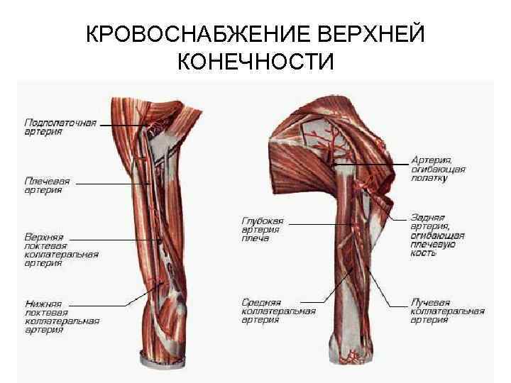 Кровообращение верхней конечности. Артерии верхней конечности плечевая артерия. Кровоснабжение плечевой артерии. Артерии верхней конечности схема. Сосуды верхней конечности анатомия.