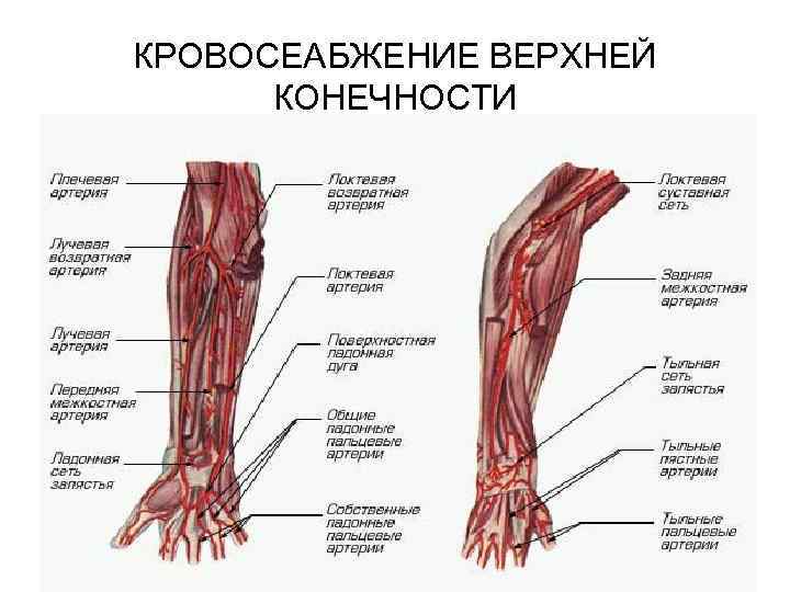 Кровообращение в верхней конечности схема