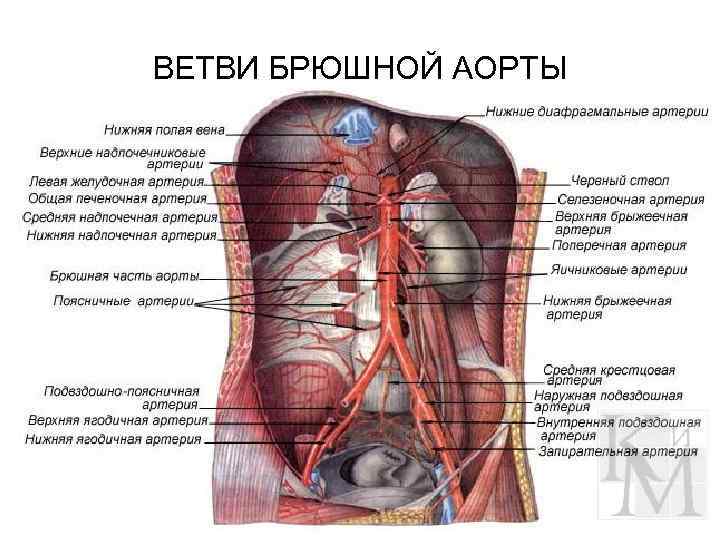 ВЕТВИ БРЮШНОЙ АОРТЫ 