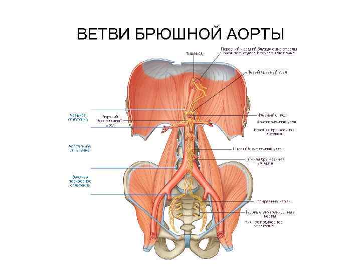 ВЕТВИ БРЮШНОЙ АОРТЫ 