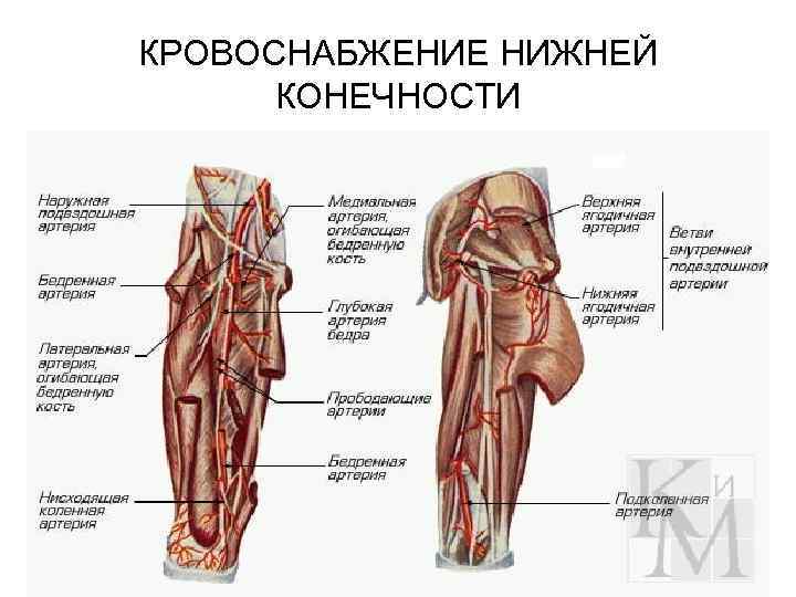 Бедренная артерия. Схема ветвей глубокой артерии бедра. Медиальная артерия огибающая бедренную кость. Сосуды бедра анатомия. Кровоснабжение суставов нижней конечности анатомия.