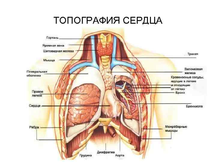 ТОПОГРАФИЯ СЕРДЦА 