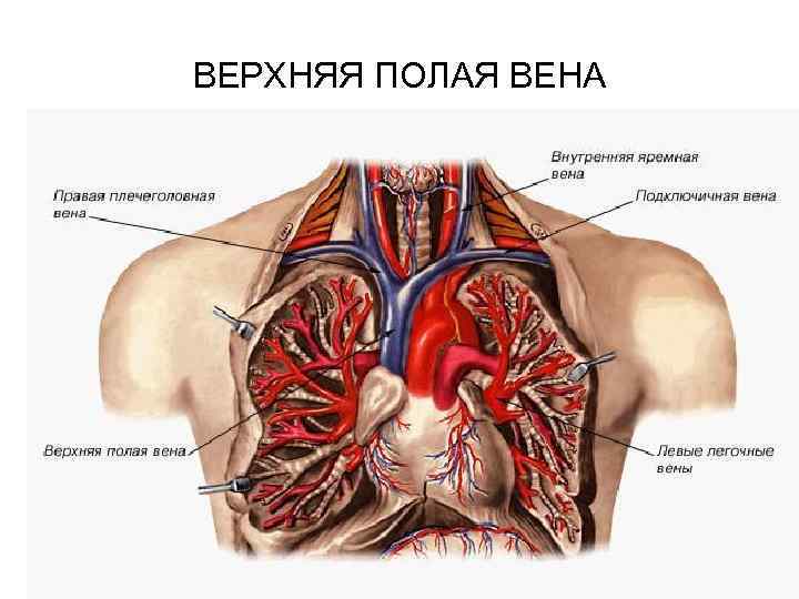 ВЕРХНЯЯ ПОЛАЯ ВЕНА 