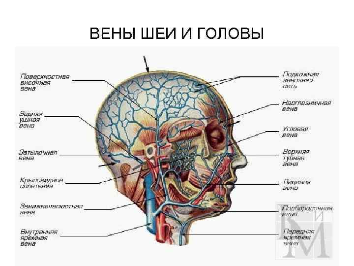 ВЕНЫ ШЕИ И ГОЛОВЫ 