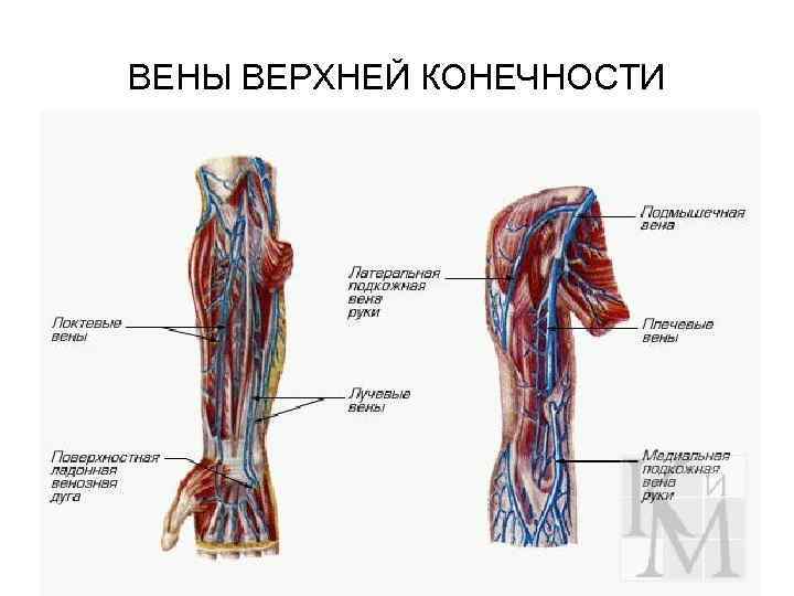 ВЕНЫ ВЕРХНЕЙ КОНЕЧНОСТИ 