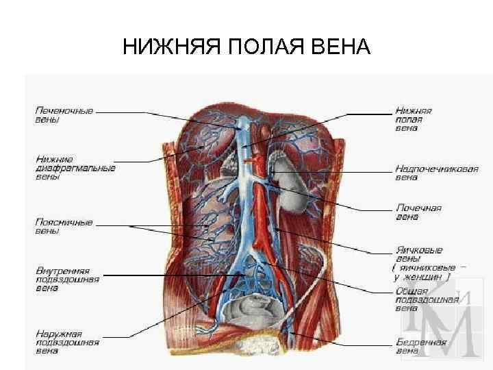 Висцеральные притоки. Венозная система брюшной полости человека. Нижняя полая Вена (v. Cava inferior). Кровеносная система человека брюшной полости. Нижняя полая Вена и подвздошная Вена.