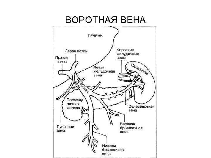 ВОРОТНАЯ ВЕНА 