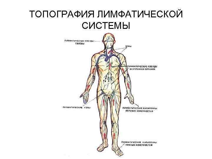 ТОПОГРАФИЯ ЛИМФАТИЧЕСКОЙ СИСТЕМЫ 