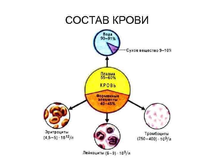 СОСТАВ КРОВИ 