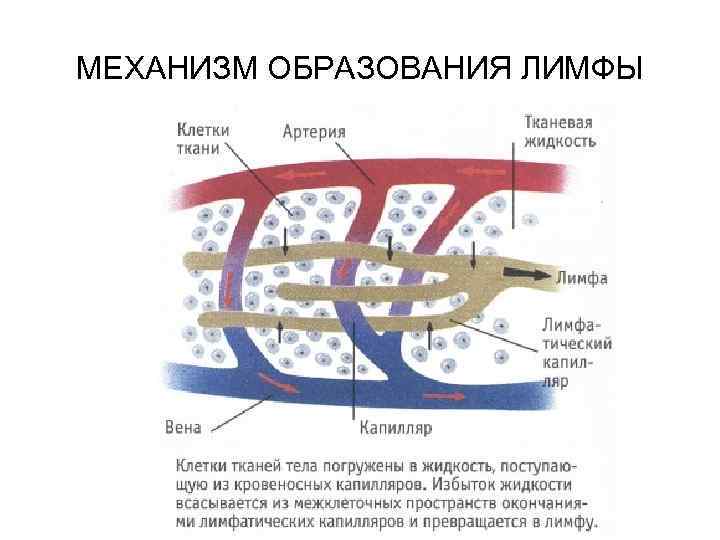 МЕХАНИЗМ ОБРАЗОВАНИЯ ЛИМФЫ 