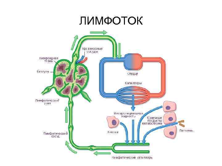 ЛИМФОТОК 