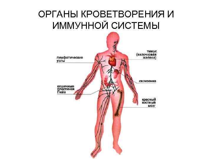 Кроветворение какие органы. Анатомия кроветворной системы человека. Строение и функции органов кроветворения. Органы кроветворения и иммунной системы. Центральные и периферические органы кроветворения и иммунной защиты.