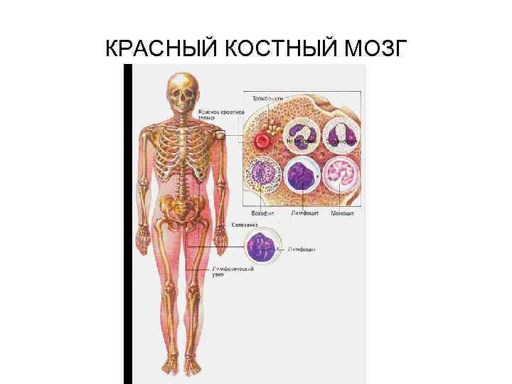 Красный костный мозг. Красный костный мозг функции иммунология. Кровеносную функцию выполняет красный костный мозг. Красный костный мозг у детей. Красный костный мозг роль в жизнедеятельности.