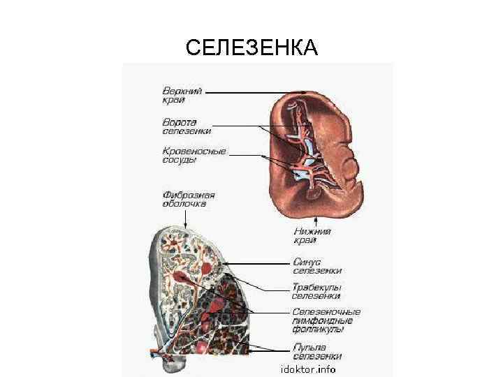 СЕЛЕЗЕНКА 