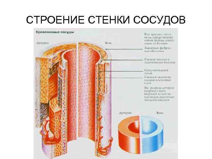 СТРОЕНИЕ СТЕНКИ СОСУДОВ 