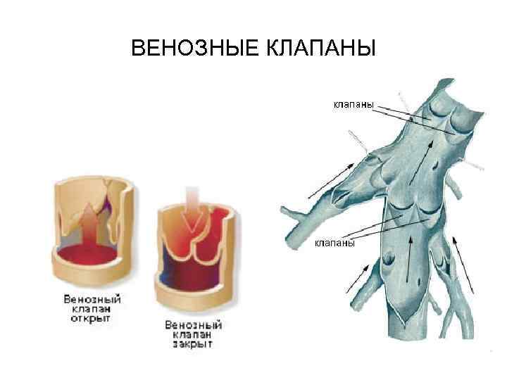 Клапан вены. Строение венозных клапанов. Строение клапанов вен. Створчатые клапаны вен. Венозные клапаны в сосудах нижних конечностей.